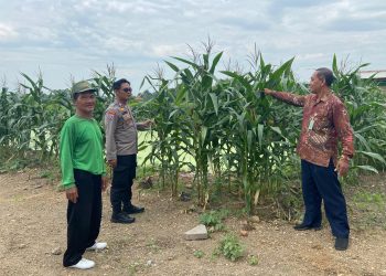 Polisi di Krembung Rawat Tanaman Jagung untuk Dukung Swasembada Pangan