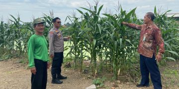 Polisi di Krembung Rawat Tanaman Jagung untuk Dukung Swasembada Pangan