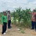Polisi di Krembung Rawat Tanaman Jagung untuk Dukung Swasembada Pangan