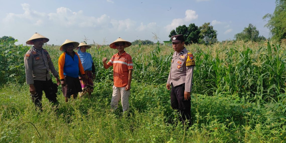 Polsek Tulangan Monitoring Tanaman Jagung Dukung Ketahanan Pangan di Desa Kemantren
