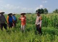 Polsek Tulangan Monitoring Tanaman Jagung Dukung Ketahanan Pangan di Desa Kemantren