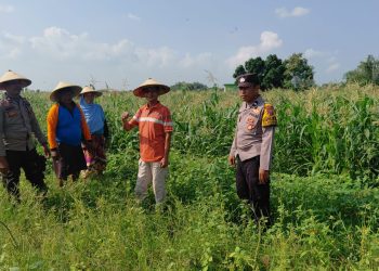Polsek Tulangan Monitoring Tanaman Jagung Dukung Ketahanan Pangan di Desa Kemantren