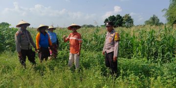 Polsek Tulangan Monitoring Tanaman Jagung Dukung Ketahanan Pangan di Desa Kemantren