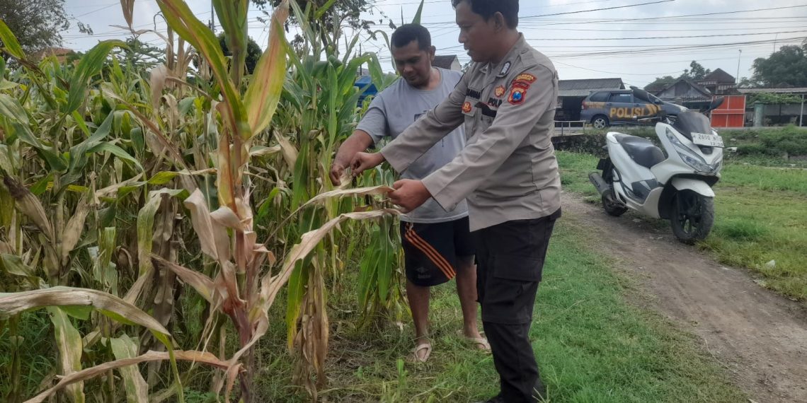 Optimalkan Ketahanan Pangan, Polisi Pantau Perkembangan Tanaman Jagung di Desa Bulang Prambon