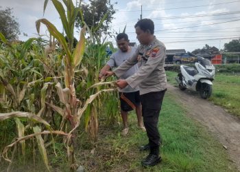 Optimalkan Ketahanan Pangan, Polisi Pantau Perkembangan Tanaman Jagung di Desa Bulang Prambon