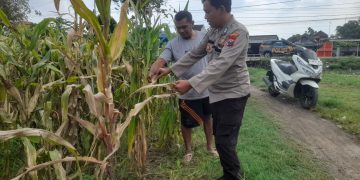 Optimalkan Ketahanan Pangan, Polisi Pantau Perkembangan Tanaman Jagung di Desa Bulang Prambon