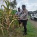 Optimalkan Ketahanan Pangan, Polisi Pantau Perkembangan Tanaman Jagung di Desa Bulang Prambon