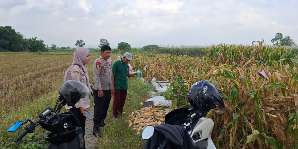 Polsek Tanggulangin Optimalkan Peran Bhabinkamtibmas Dampingi Petani Jagung