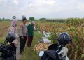 Polsek Tanggulangin Optimalkan Peran Bhabinkamtibmas Dampingi Petani Jagung