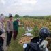 Polsek Tanggulangin Optimalkan Peran Bhabinkamtibmas Dampingi Petani Jagung