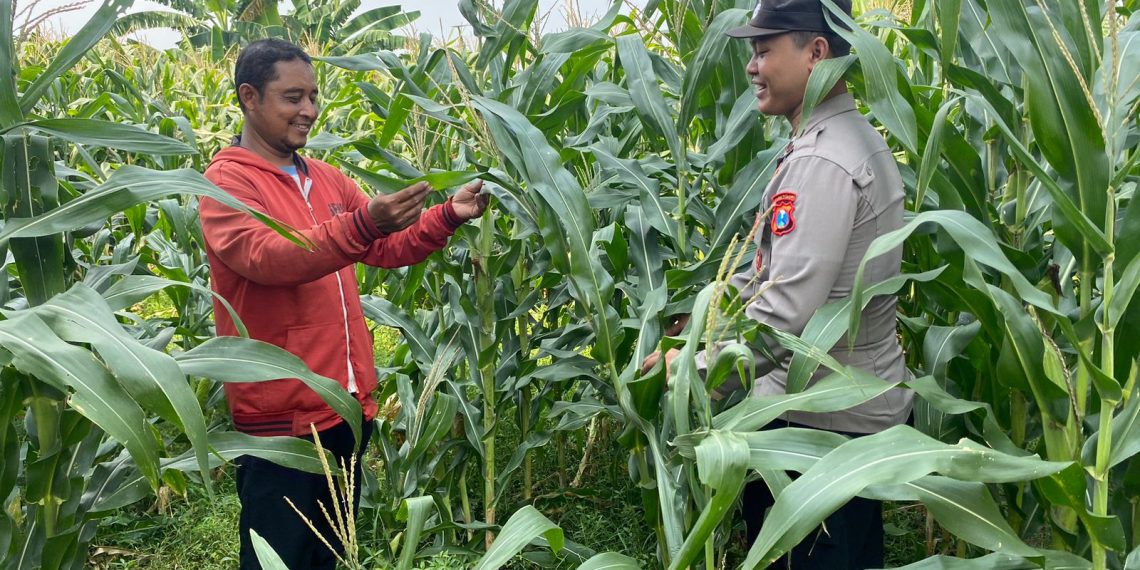 Anggota Polsek Tarik Patroli Kamtibmas Sambil Cek Perkembangan Tanaman Jagung Petani