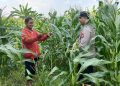 Anggota Polsek Tarik Patroli Kamtibmas Sambil Cek Perkembangan Tanaman Jagung Petani