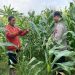 Anggota Polsek Tarik Patroli Kamtibmas Sambil Cek Perkembangan Tanaman Jagung Petani