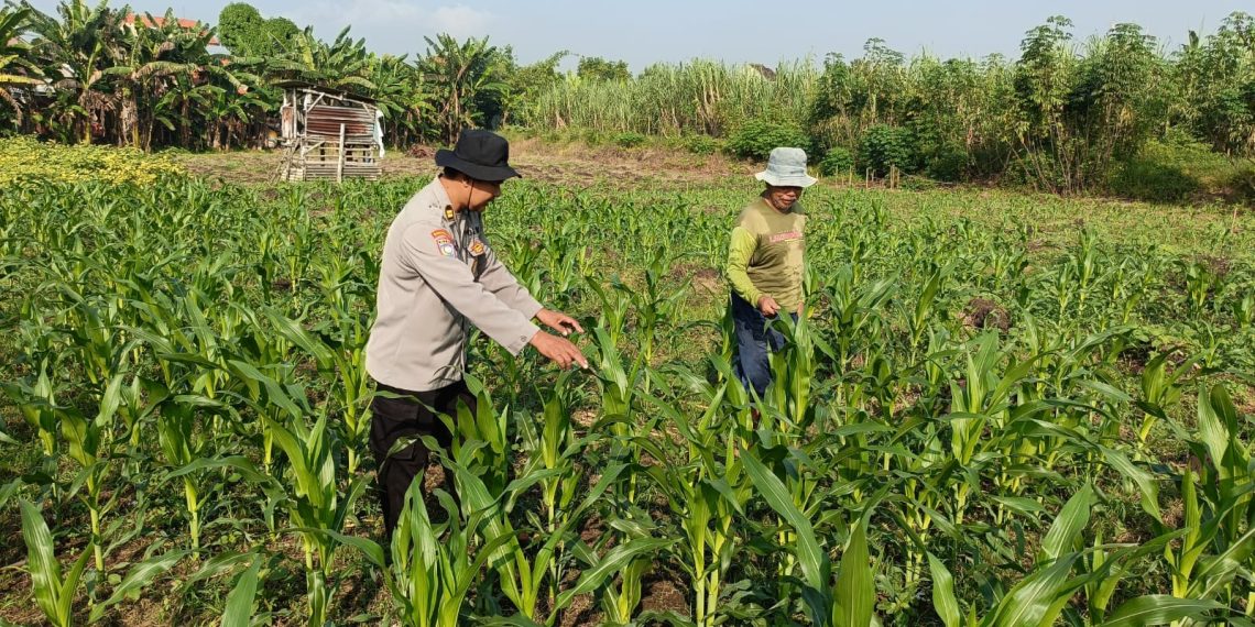 Kanit Binmas Polsek Porong Pantau Lahan Jagung di Desa Kesambi