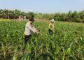 Kanit Binmas Polsek Porong Pantau Lahan Jagung di Desa Kesambi