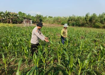 Kanit Binmas Polsek Porong Pantau Lahan Jagung di Desa Kesambi