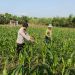 Kanit Binmas Polsek Porong Pantau Lahan Jagung di Desa Kesambi