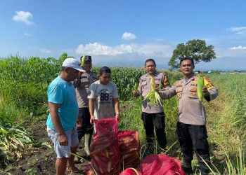 Kanit Binmas Polsek Krembung Apresiasi Perkembangan Tanaman Jagung di Desa Lemujut