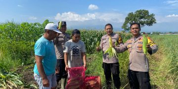 Kanit Binmas Polsek Krembung Apresiasi Perkembangan Tanaman Jagung di Desa Lemujut