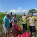 Kanit Binmas Polsek Krembung Apresiasi Perkembangan Tanaman Jagung di Desa Lemujut