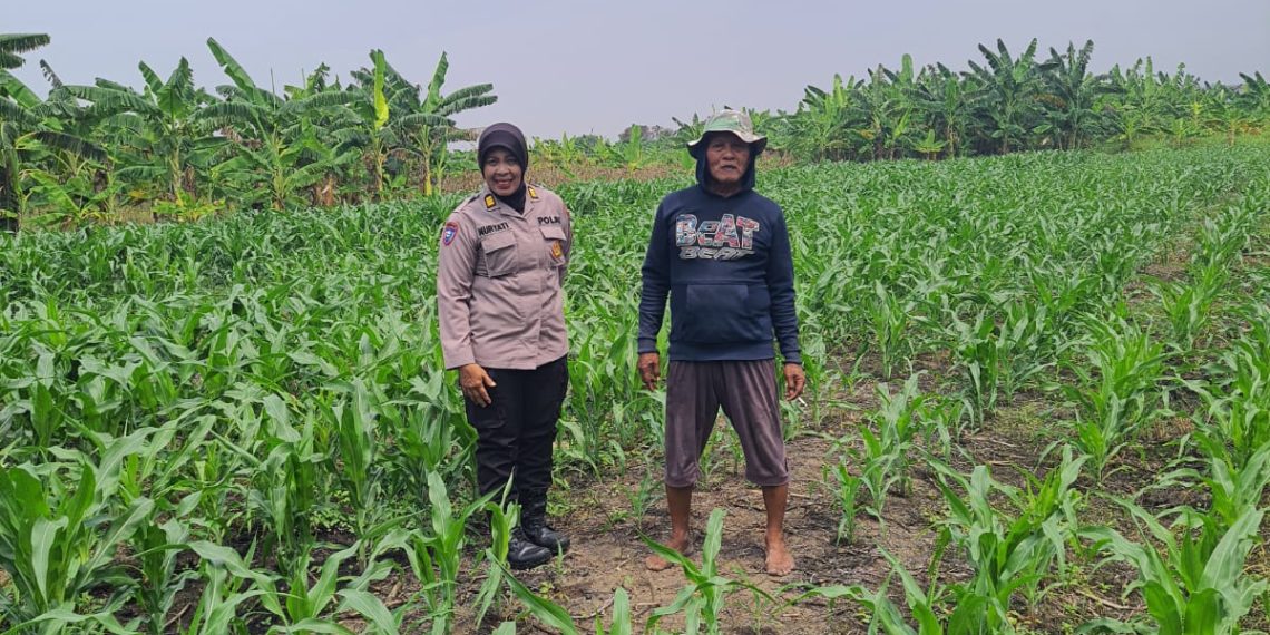 Polsek Gedangan bersama Petani Desa Punggul, Siap Optimalkan Panen Jagung