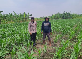 Polsek Gedangan bersama Petani Desa Punggul, Siap Optimalkan Panen Jagung