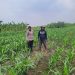 Polsek Gedangan bersama Petani Desa Punggul, Siap Optimalkan Panen Jagung