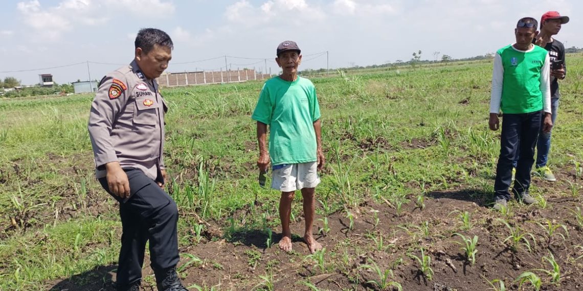 Masifkan Gerakan Ketahanan Pangan, Polisi di Kecamatan Tarik Dampingi Petani