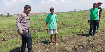 Masifkan Gerakan Ketahanan Pangan, Polisi di Kecamatan Tarik Dampingi Petani