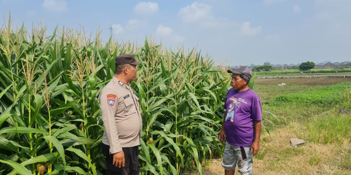 Tingkatkan Swasembada Pangan, Polsek Candi bersama Petani Kelola Lahan Jagung