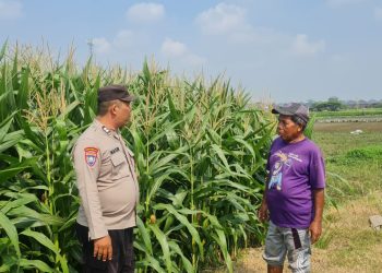 Tingkatkan Swasembada Pangan, Polsek Candi bersama Petani Kelola Lahan Jagung