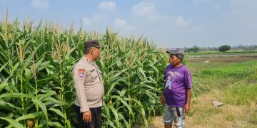Tingkatkan Swasembada Pangan, Polsek Candi bersama Petani Kelola Lahan Jagung