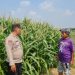 Tingkatkan Swasembada Pangan, Polsek Candi bersama Petani Kelola Lahan Jagung