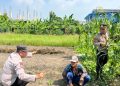 Polsek Sedati Optimis Pengelolaan Lahan Jagung Berhasil Dukung Ketahanan Pangan
