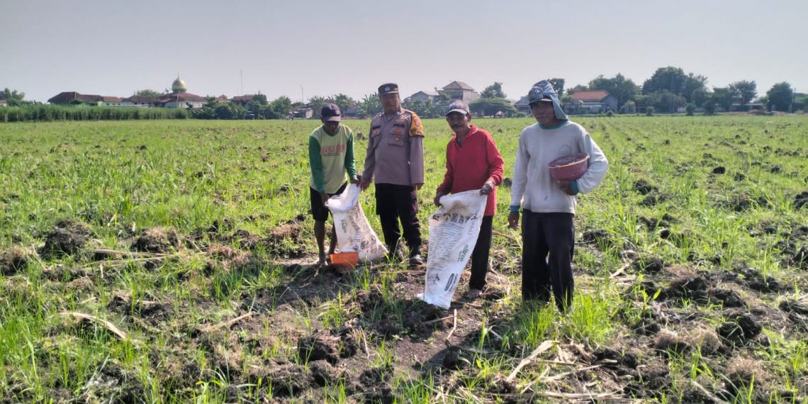Polsek Tulangan Monitoring Perkebunan Tebu di Desa Kajeksan