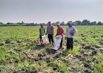Polsek Tulangan Monitoring Perkebunan Tebu di Desa Kajeksan