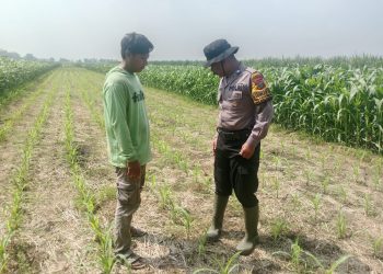 Sukseskan Asta Cita Presiden Sektor Ketahanan Pangan, Polresta Sidoarjo Aktif Turunkan Anggota Pantau Lahan Jagung