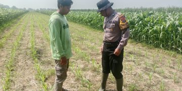 Sukseskan Asta Cita Presiden Sektor Ketahanan Pangan, Polresta Sidoarjo Aktif Turunkan Anggota Pantau Lahan Jagung