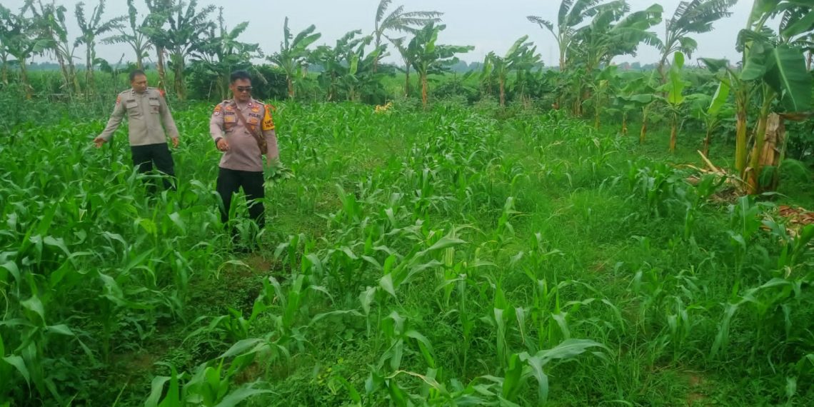 Polisi Masif Turun ke Desa, Dampingi Efektifitas Program Ketahanan Pangan di Krembung