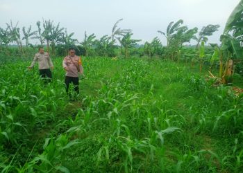 Polisi Masif Turun ke Desa, Dampingi Efektifitas Program Ketahanan Pangan di Krembung