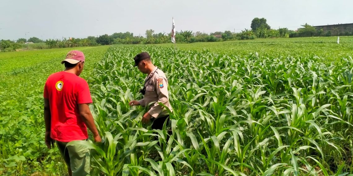 Dukung Swasembada Pangan, Bhabinkamtibmas Polsek Wonoayu Kontrol Tanaman Jagung di Desa Mulyodadi