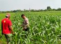 Dukung Swasembada Pangan, Bhabinkamtibmas Polsek Wonoayu Kontrol Tanaman Jagung di Desa Mulyodadi
