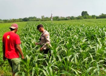 Dukung Swasembada Pangan, Bhabinkamtibmas Polsek Wonoayu Kontrol Tanaman Jagung di Desa Mulyodadi