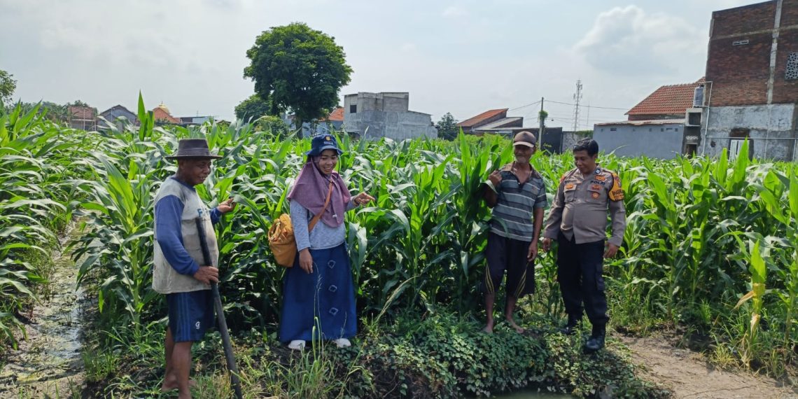 Polsek Tanggulangin Bersama PPL dan Gapoktan Lakukan Perawatan Tanaman Jagung untuk Dukung Ketahanan Pangan