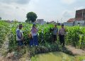 Polsek Tanggulangin Bersama PPL dan Gapoktan Lakukan Perawatan Tanaman Jagung untuk Dukung Ketahanan Pangan