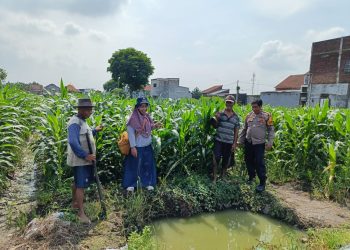 Polsek Tanggulangin Bersama PPL dan Gapoktan Lakukan Perawatan Tanaman Jagung untuk Dukung Ketahanan Pangan