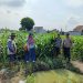 Polsek Tanggulangin Bersama PPL dan Gapoktan Lakukan Perawatan Tanaman Jagung untuk Dukung Ketahanan Pangan