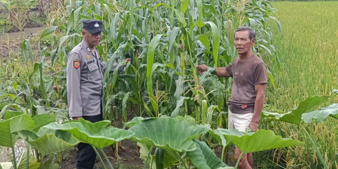 Bhabinkamtibmas Desa Kraton Pantau Pertumbuhan Jagung