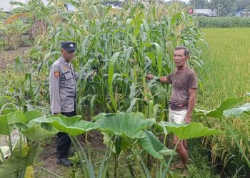 Bhabinkamtibmas Desa Kraton Pantau Pertumbuhan Jagung