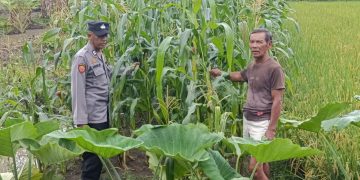 Bhabinkamtibmas Desa Kraton Pantau Pertumbuhan Jagung